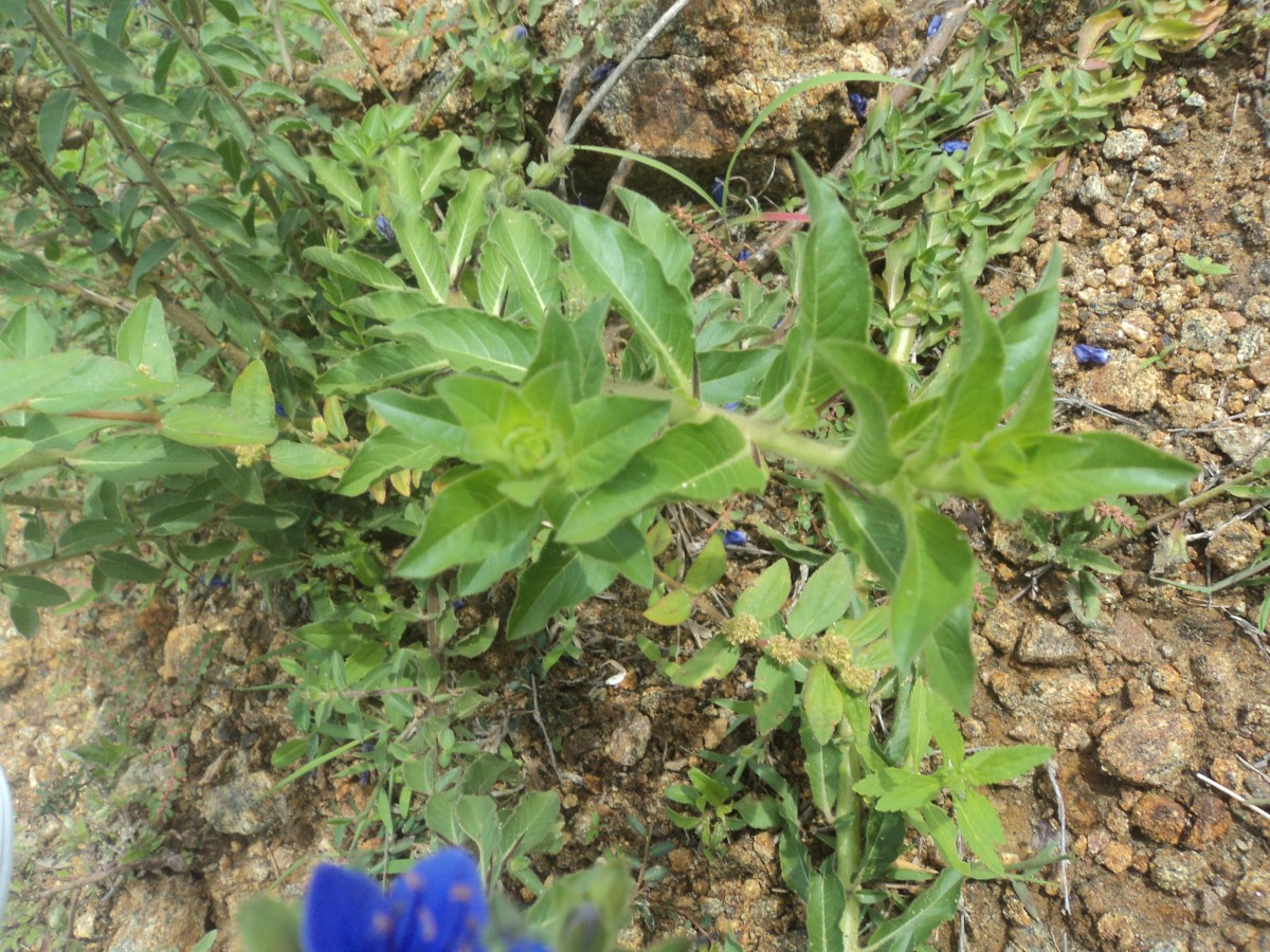 Hydrolea spinosa L.